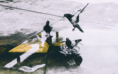 black and white bird painting